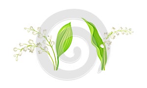 Lily of the Valley with Pendent Bell-shaped White Flowers Vector Set