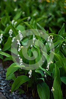 Lily of the Valley plant