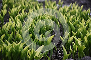 Lily of the Valley Plants Backlit