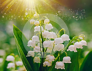Lily of the valley rays fall on beautiful spring blooming flower