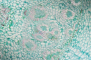 Lily of the valley with root, cross section photo