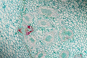 Lily of the valley with root, cross section photo