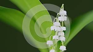 Lily of the valley on the stigma of a flower made a drop of water. Close-up. Convallaria majalis. Pan.
