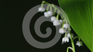 Lily of the valley on the stigma of a flower made a drop of water. Close-up. Convallaria majalis. Rack focus.