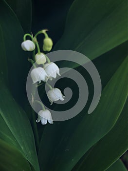 lily of the valley