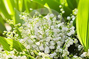 Lily of the valley, valley lily, Convallaria majalis