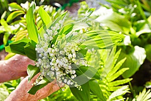 Lily of the valley, valley lily, Convallaria majalis