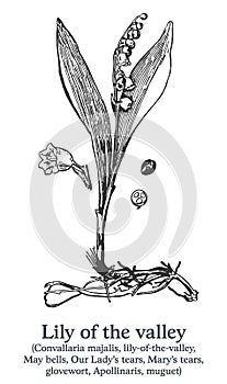 Lily of the valley. Vector hand drawn plant. Vintage medicinal plant sketch.