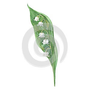 Lily of the valley. Watercolor hand drawn illustration, isolated floral element for design on white background