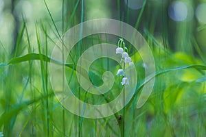 Lily of the valley - white flower with green leaves in the forest. Nice bokeh