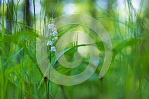 Lily of the valley - white flower with green leaves in the forest. Nice bokeh