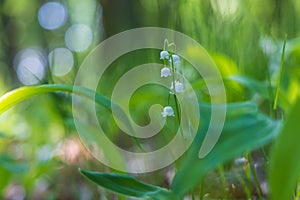 Lily of the valley - white flower with green leaves in the forest. Nice bokeh
