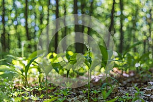 Lily of the valley - white flower with green leaves in the forest. Nice bokeh