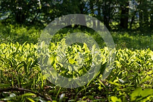 Lily of the valley - white flower with green leaves in the forest. Nice bokeh