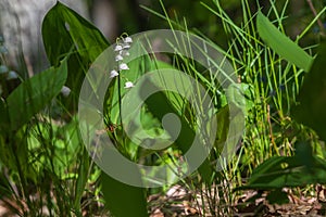 Lily of the valley - white flower with green leaves in the forest. Nice bokeh