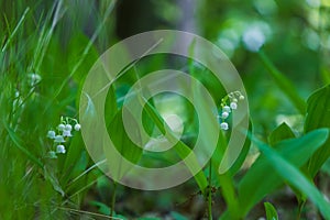 Lily of the valley - white flower with green leaves in the forest. Nice bokeh