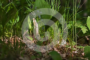 Lily of the valley - white flower with green leaves in the forest. Nice bokeh