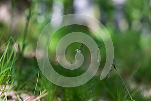 Lily of the valley - white flower with green leaves in the forest. Nice bokeh