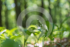 Lily of the valley - white flower with green leaves in the forest. Nice bokeh