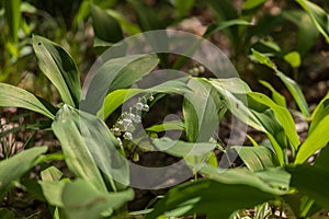 Lily of the valley - white flower with green leaves in the forest. Nice bokeh