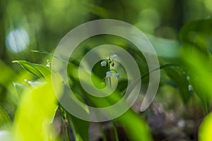 Lily of the valley - white flower with green leaves in the forest. Nice bokeh