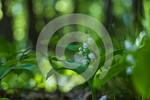 Lily of the valley - white flower with green leaves in the forest. Nice bokeh