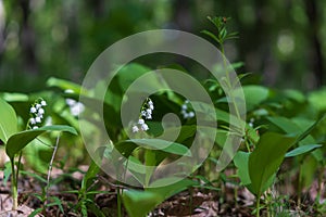 Lily of the valley - white flower with green leaves in the forest. Nice bokeh