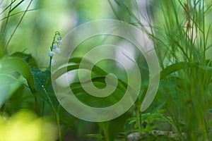 Lily of the valley - white flower with green leaves in the forest. Nice bokeh