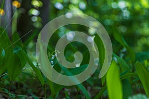 Lily of the valley - white flower with green leaves in the forest. Nice bokeh