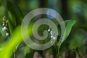 Lily of the valley - white flower with green leaves in the forest. Nice bokeh