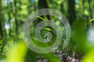 Lily of the valley - white flower with green leaves in the forest. Nice bokeh