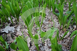 Lily of the valley is a woodland flowering plant with sweetly scented, pendent, bell-shaped white flowers. Berlin, Germany