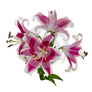 Lily varieties flowers
