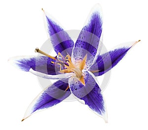 Lily violet flower isolated on a white background Closeup.