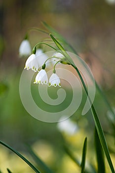 Lily of the walley