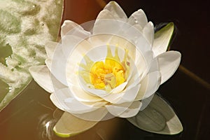 Lily on the water surface, close-up. Beautiful water flower white. Blooming white lilies on the pond