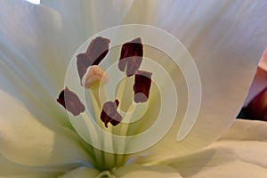 Lily White Flower with Brown Anthers