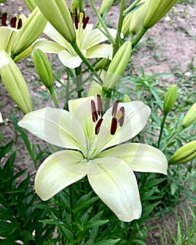 Lily white flower close-up, lily at the cottage in the garden.