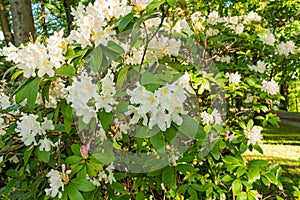 Lily white flowers of mock orange in June