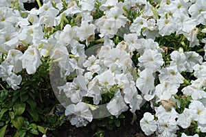 Lily white flowers of petunias