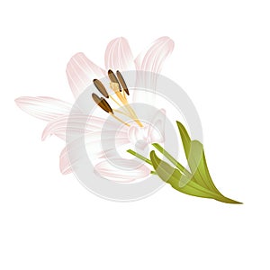 Lily white Lilium candidum third a white flower with leaves on a white background vector illustration editable