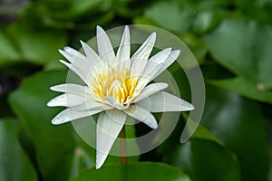 Lily white Lotus Flower in the Water