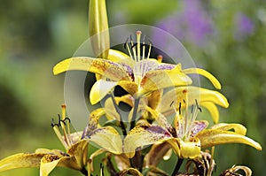 Lily yellow brown close up