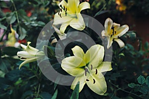 Lily yellow flowers. Floral background. Natural backdrop