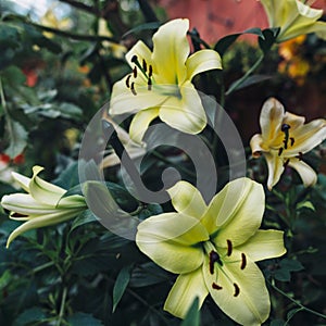 Lily yellow flowers. Floral background. Natural backdrop