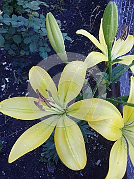 Lily yellow in the garden. Summer. June 2018.