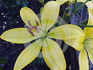 Lily yellow in the garden. Summer. June 2018.