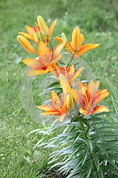 Lily Yellowish/orange and Red