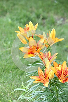Lily Yellowish/orange and Red