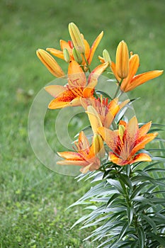 Lily Yellowish/orange and Red